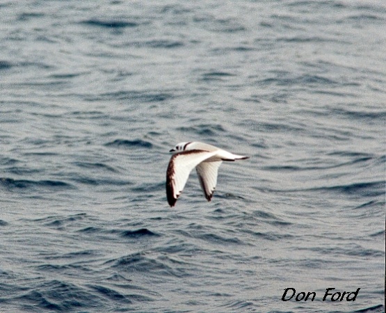 Photo (13): Black-legged Kittiwake