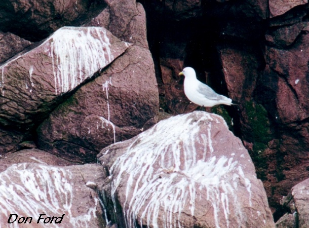 Photo (7): Black-legged Kittiwake