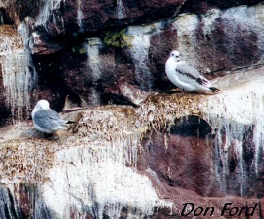 Photo (16): Black-legged Kittiwake
