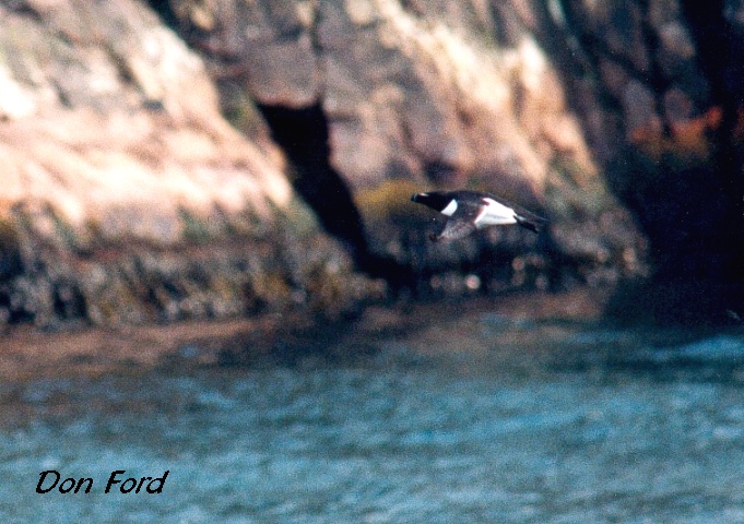 Photo (5): Razorbill