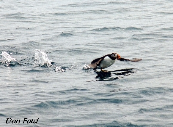 Photo (3): Atlantic Puffin