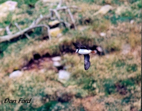 Photo (4): Atlantic Puffin