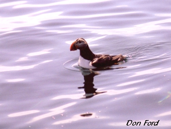 Photo (5): Atlantic Puffin