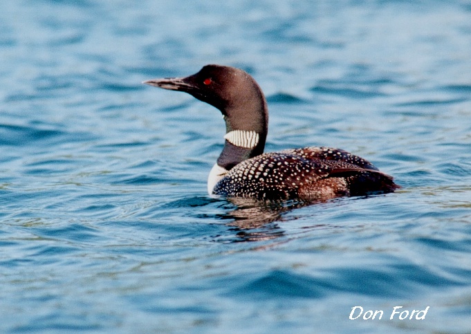 Photo (9): Common Loon