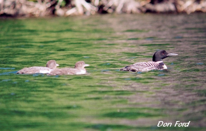 Photo (17): Common Loon