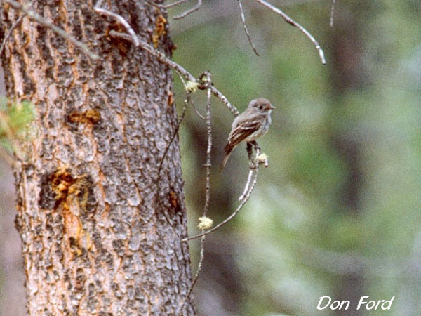 Photo (6): Western Wood-Pewee