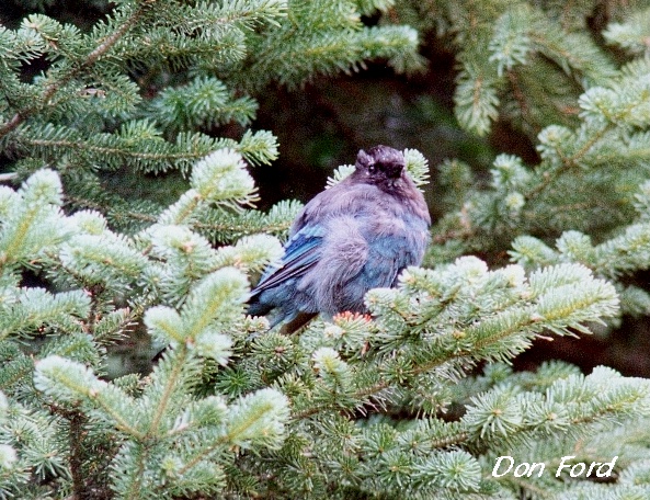 Photo (13): Quiz Species