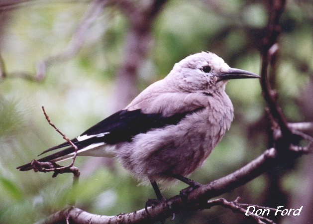 Photo (3): Clark's Nutcracker