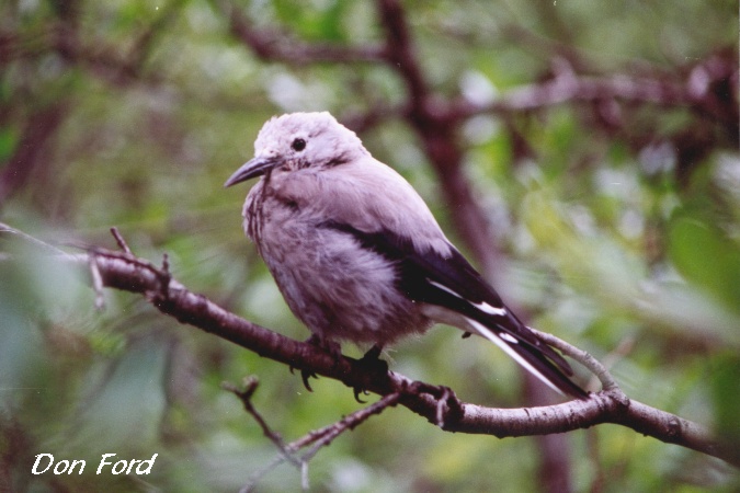 Photo (4): Clark's Nutcracker