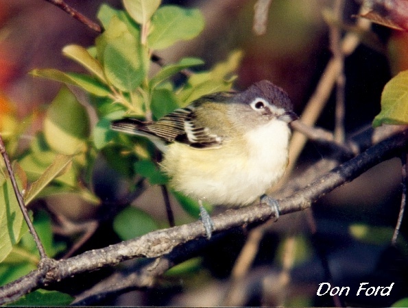 Photo (15): Blue-headed Vireo