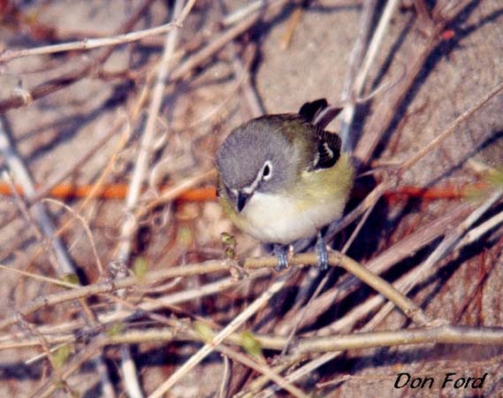 Photo (12): Blue-headed Vireo