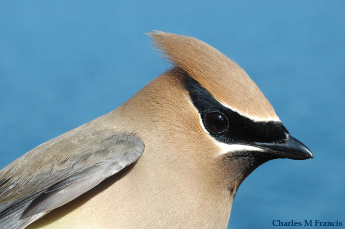 Photo (7): Cedar Waxwing
