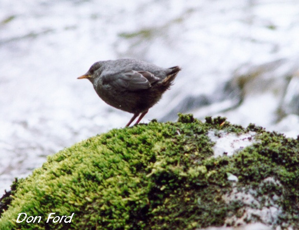 Photo (12): American Dipper