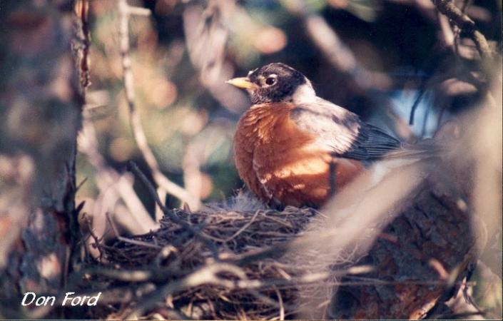 Photo (23): American Robin