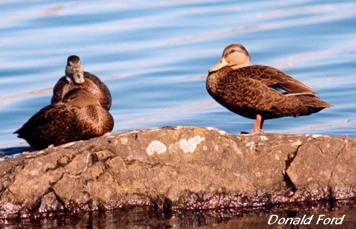 Photo (9): American Black Duck