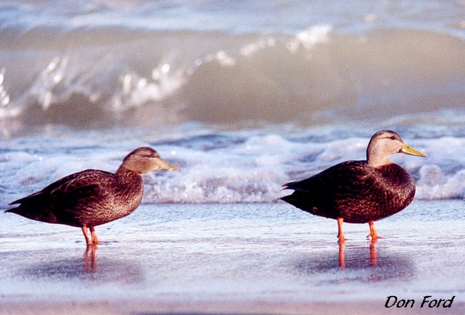 Photo (11): American Black Duck