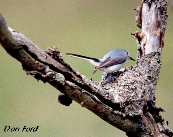Photo (23): Blue-gray Gnatcatcher
