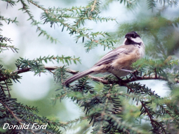 Photo (9): Black-capped Chickadee