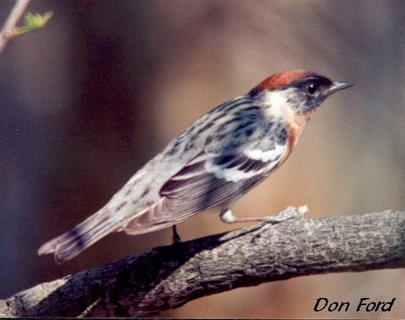 Photo (11): Bay-breasted Warbler