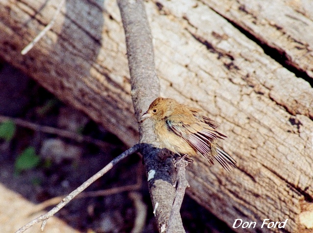 Photo (21): Indigo Bunting