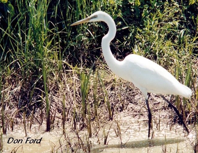 Photo (14): Great Egret