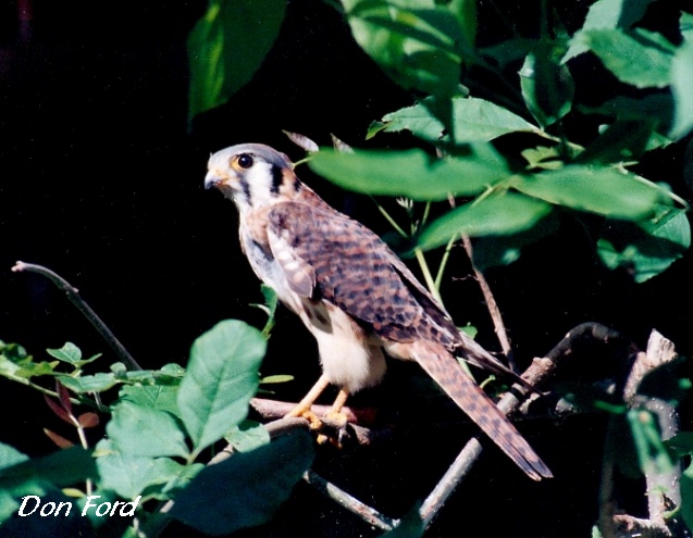 Photo (18): American Kestrel