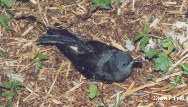 Photo (2): Leach's Storm-Petrel