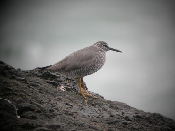 Photo (3): Wandering Tattler