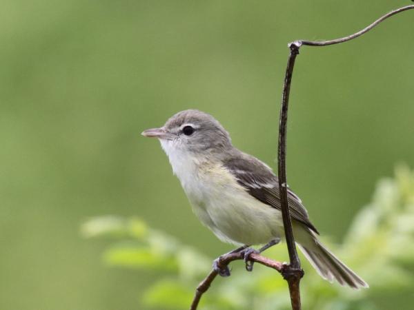 Photo (3): Bell's Vireo