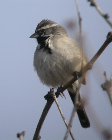 Photo (18): Black-throated Sparrow
