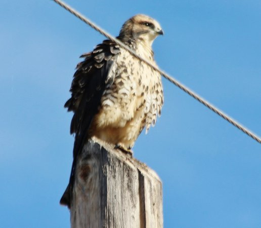 Photo (27): Swainson's Hawk