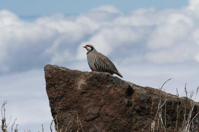 Photo (2): Chukar