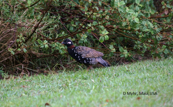 Photo (1): Quiz Species
