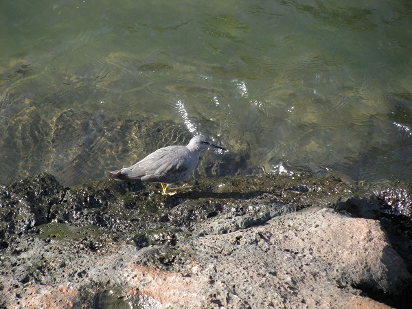Photo (2): Wandering Tattler