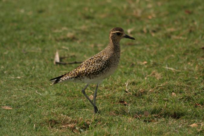 Photo (7): Pacific Golden-Plover