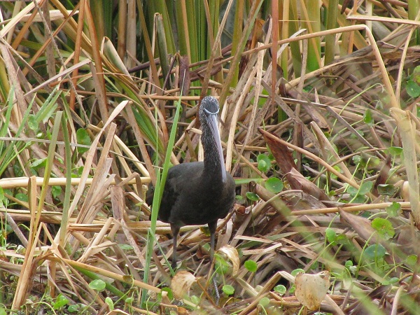 Photo (8): Glossy Ibis