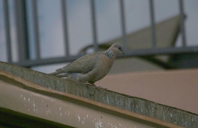 Photo (3): Spotted Dove