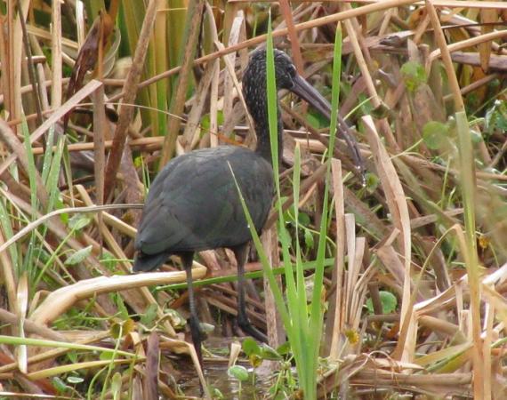 Photo (10): Glossy Ibis
