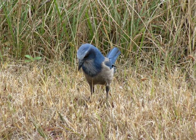 Photo (6): Florida Scrub-Jay