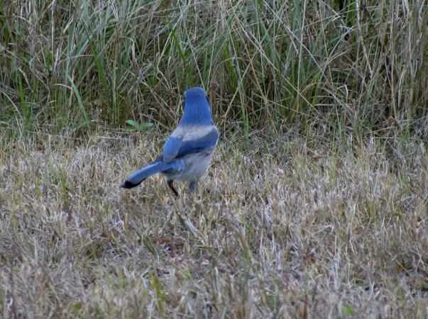 Photo (7): Florida Scrub-Jay