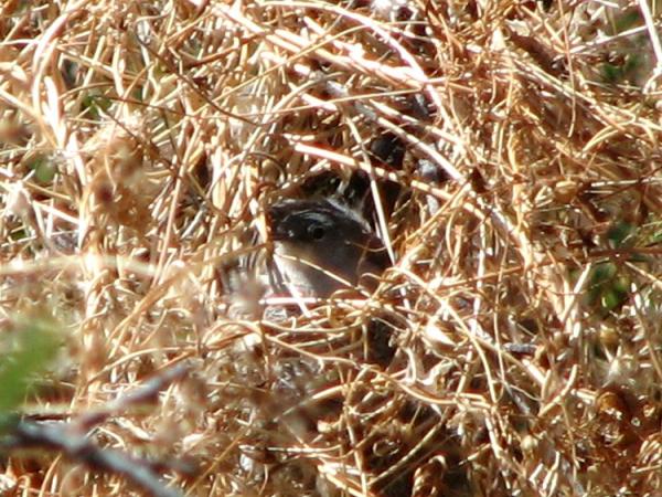 Photo (6): Black-capped Gnatcatcher