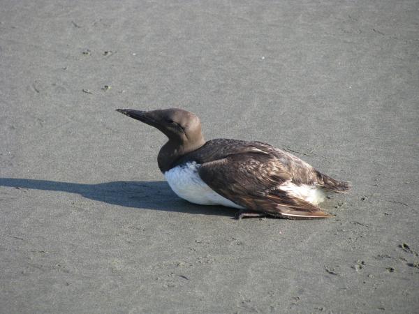 Photo (2): Common Murre