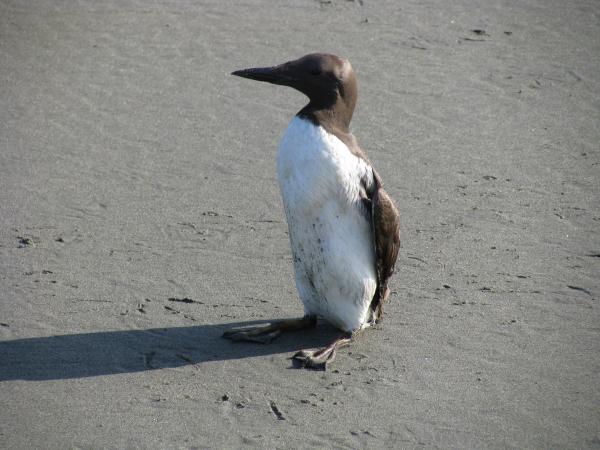 Photo (3): Common Murre