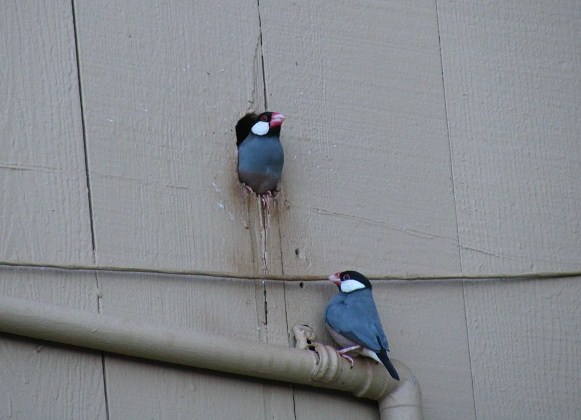 Photo (7): Java Sparrow