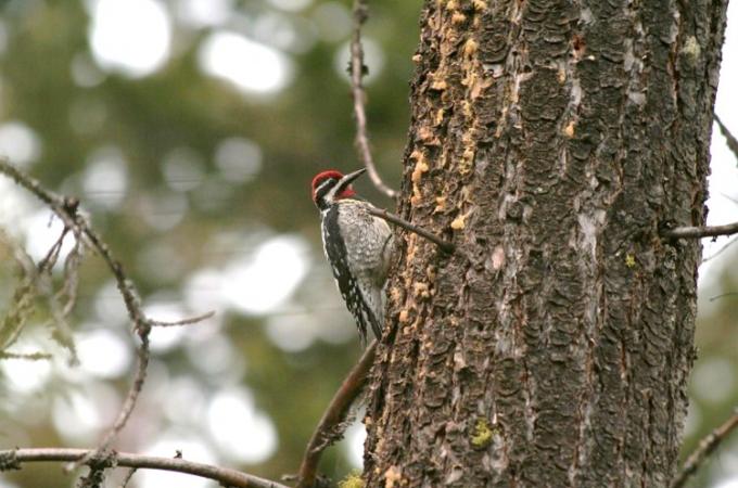 Photo (2): Red-naped Sapsucker
