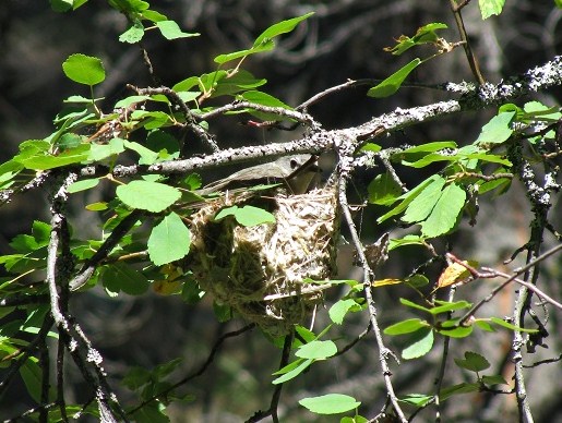 Photo (22): Cassin's Vireo