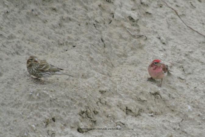 Photo (4): Cassin's Finch