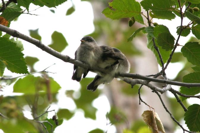 Photo (7): Western Wood-Pewee