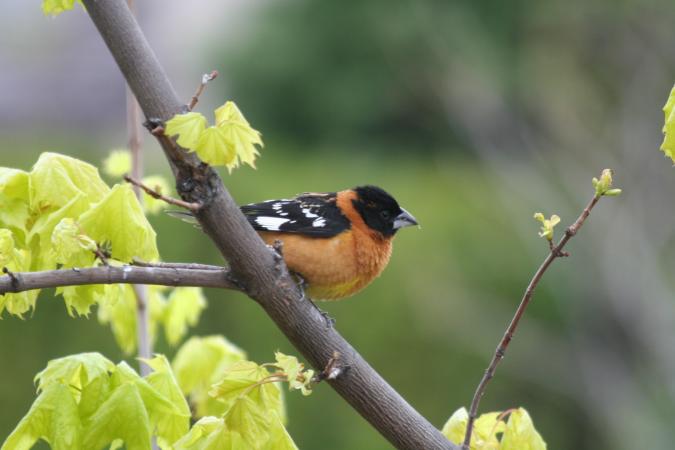 Photo (19): Black-headed Grosbeak