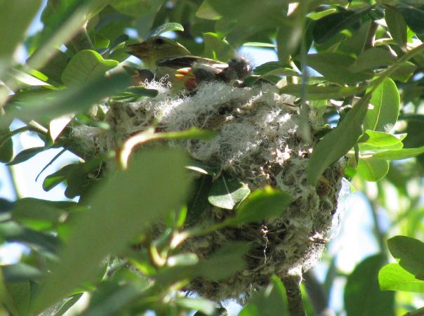 Image (21): Chardonneret jaune